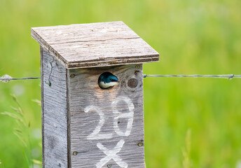 Tree Swallow in Birdhouse