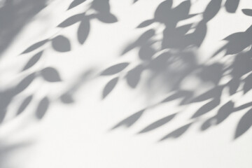 Abstract natural tree leaves shadow on white wall background 
