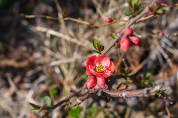 Close-up photo of red Japonica (Chaenomeles japonica) flowers blooming in spring
