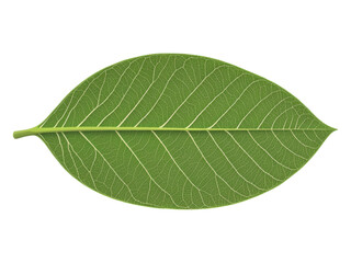 Obraz premium Detailed Green Leaf with Veins on Black Background