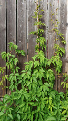 Vine of climbing plant with green five-finger leaves - Parthenocissus quinquefolia known as Virginia creeper, Victoria creeper, Five-leaved ivy on wooden picket fence background at summer day.