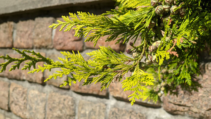 Close up of evergreen conifer plant Thuja occidentalis or Arborvitae or Western red cedar with green leaves outdoor on stone wall background. Springtime natural background, macro shot, shallow focus.
