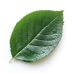 A single, vibrant green leaf glistening with morning dew, a symbol of nature's renewal and pristine beauty against a pure white background.