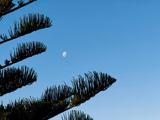 Moon with Norfolk pine, Sunshine Coast, Queensland, Australia