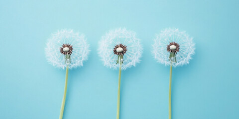 Obraz premium Three dandelion seeds against a light blue background in a minimalist concept 