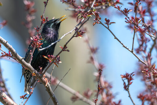 Common starling perched in a tree.