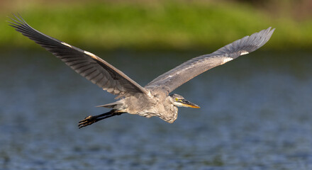 Great blue heron in Florida 