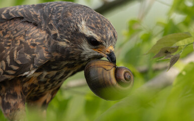 A snail kite in Florida 