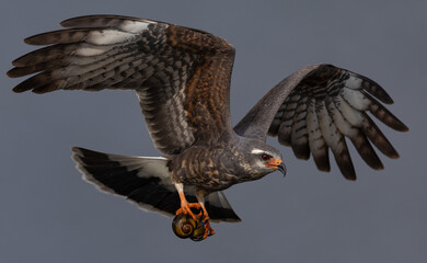 A snail kite in Florida 