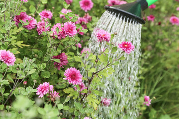 Fototapeta premium Watering pink purple chrysanthemum flower with water in watering can. Flowers in garden closeup