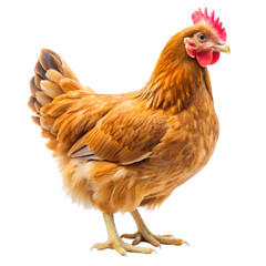 Fototapeta premium chicken isolated on white