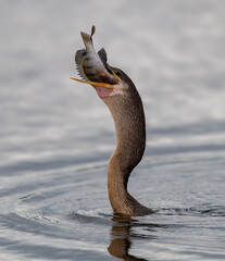 Anhinga with a fish in Florida 