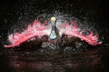 Roseate spoonbill in Florida 