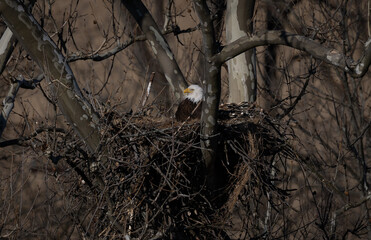 A bald eagle nest in a tree