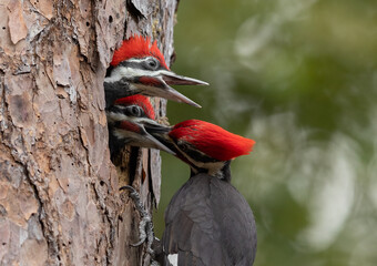 Pileated woodpecker nesting in a tree