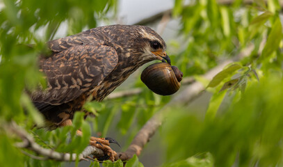 A snail kite in Florida 