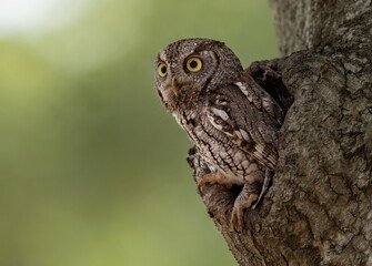 Eastern screech owl in south Florida 