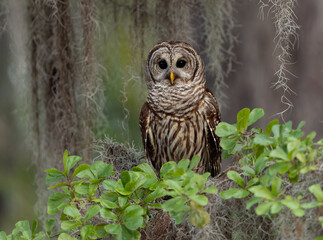 A barred owl in south Florida 