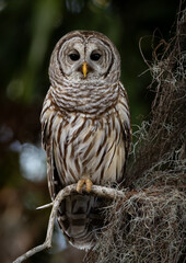 A barred owl in south Florida 