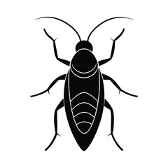 cockroach isolated on white