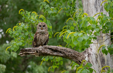 Eastern screech owl in south Florida 