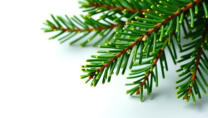 Obraz premium textured fir branches isolated on white background, foliage, fir, winter