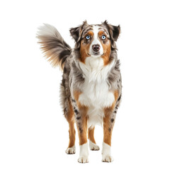 Fototapeta premium A beautiful Australian Shepherd dog standing on a transparent background.