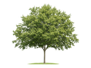 Lush Green Tree Isolated on White Background