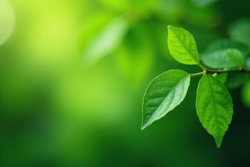Fototapeta premium Close-up, vibrant green bokeh, dollar bill leaves on money tree , close-up, money