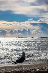seagull on the beach