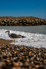 seagull on the beach