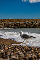 seagull on the beach