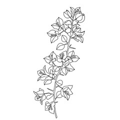 Lotus Flower Line Art | Black and White Vector Coloring Design