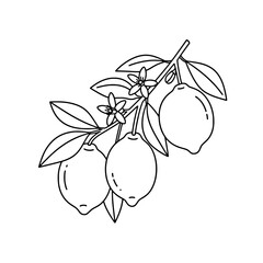 Tropical Mango Line Art Vector | Black and White Fruit Coloring Page