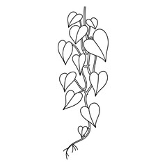 Honeysuckle Flower Line Art Vector - Black and White Coloring Page