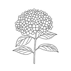 Daffodil Flower Line Art | Spring Botanical Vector Drawing