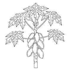 Tropical Monstera Leaf Line Art | Vector Plant Coloring Design