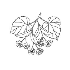 Black and White Walnut Tree Line Art | Vector Botanical Illustration