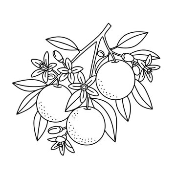 recommend clip art: Tropical Papaya Line Art Vector | Black and White Fruit Coloring Design