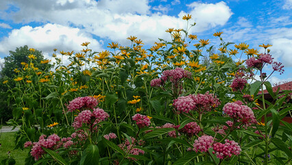 Native plant garden with Swamp Milkweed and False Sunflowers