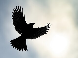 Obraz premium Silhouette of bird in flight with dramatic backlighting and negative space below