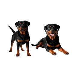 a  Rottweiler dogs close up with white backdrop 