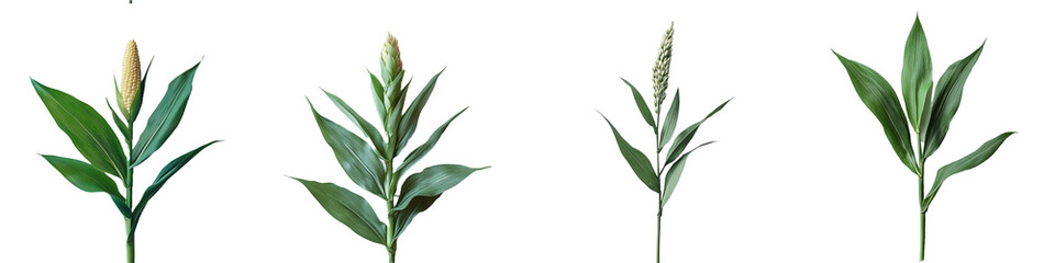 Obraz premium Four Close Up Images of Young Corn Plants with Vibrant Green Leaves and Immature Ears of Corn isolated on Transparent Background