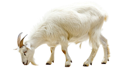 Goat Grazing Gracefully: A majestic white goat gracefully grazes, showcasing its pristine coat, curled horns, and poised demeanor, set against an uncluttered backdrop. 