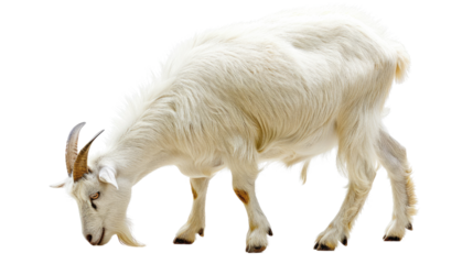 Goat Grazing Gracefully: A majestic white goat gracefully grazes, showcasing its pristine coat, curled horns, and poised demeanor, set against an uncluttered backdrop. 