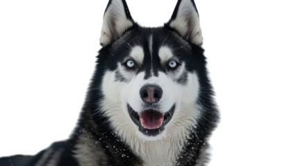 Siberian Husky's Intention: A close-up portrait of a majestic Siberian Husky with piercing blue eyes against an icy backdrop, showcasing the breed's iconic features and alert demeanor.