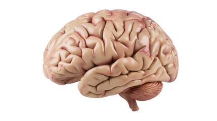 Brain Anatomy Study: Intricate detail of a human brain, showcasing the complex folds and contours of the cerebral cortex, a vital organ