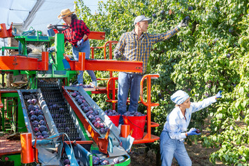 Three workers harvesting fresh ripe plums from trees on plantation. They're using crop collecting...