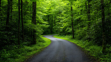Winding Stone Path Through Dense Green Forest With Sunlight Filtering Through The Canopy