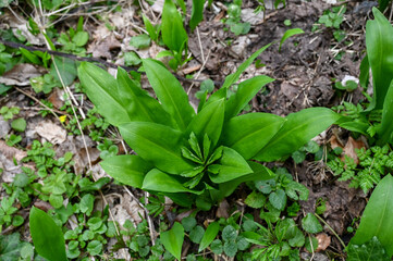 Wild garlic grows in the forest.